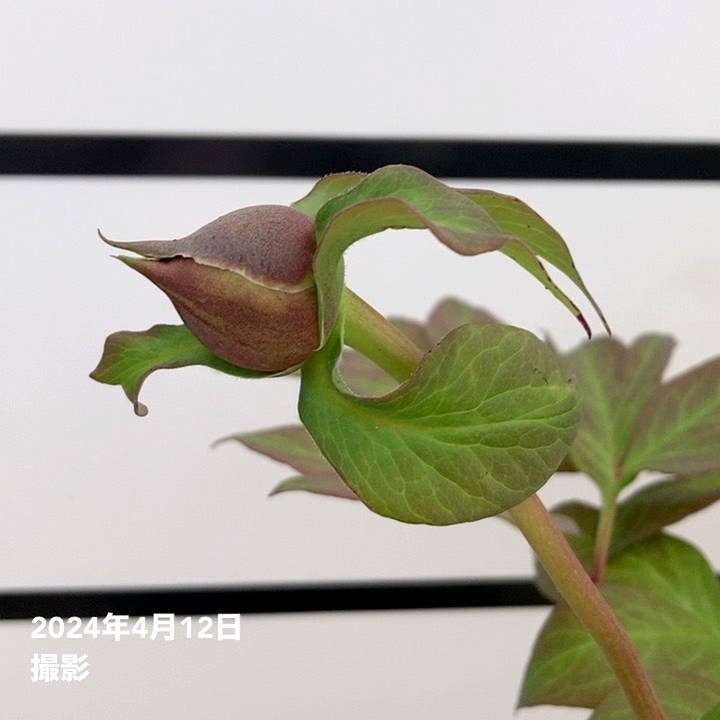 大鉢　化粧鉢　牡丹　芍薬　ぼたん　しゃくやく　直径約34センチ　約2センチ欠け有 大鉢 化粧鉢 牡丹 芍薬 ぼたん しゃくやく 直径約34センチ 約2