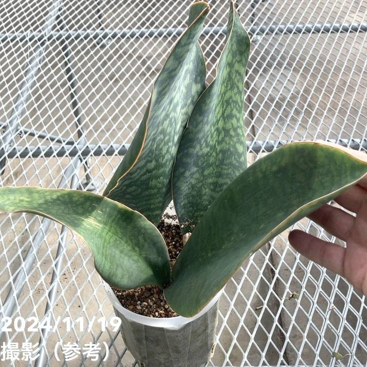 現品お届け】サンスベリア 5号 マッソニアナ（4枚葉）ネガミエル透明
