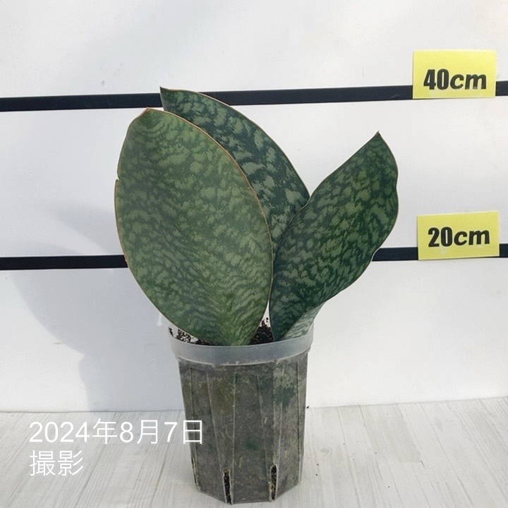 現品お届け】サンスベリア 5号 マッソニアナ（4枚葉）ネガミエル透明