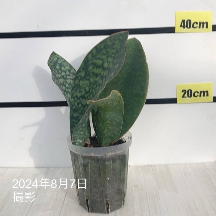現品お届け】サンスベリア 5号 マッソニアナ（4枚葉）ネガミエル透明