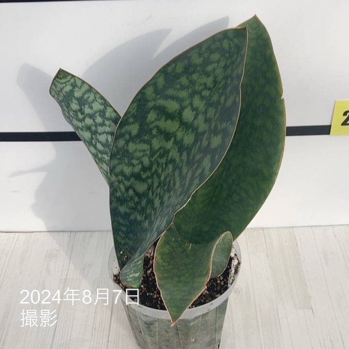 現品お届け】サンスベリア 5号 マッソニアナ（4枚葉）ネガミエル透明