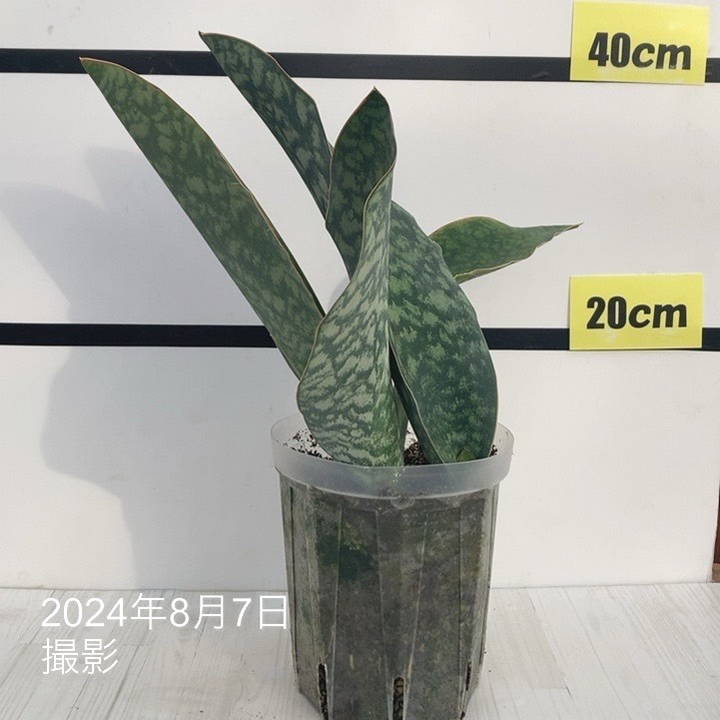 期間限定10％OFF！】【現品お届け】サンスベリア 5号 マッソニアナ（4