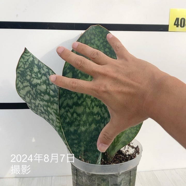 現品お届け】サンスベリア 5号 マッソニアナ（4枚葉）ネガミエル透明