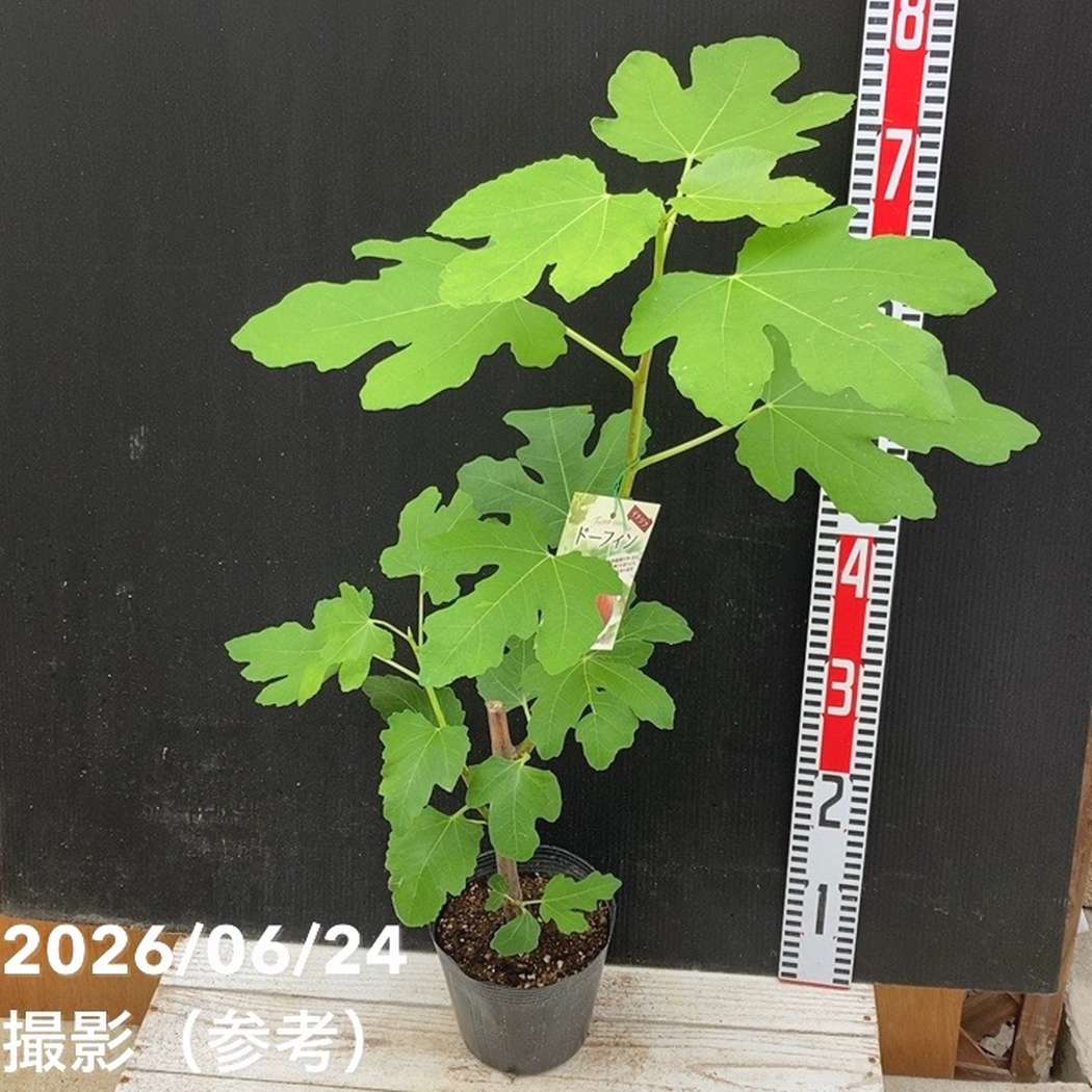 イチジク ドーフィン 5号｜果樹04-PA | 果樹,イチジク | 赤塚植物園