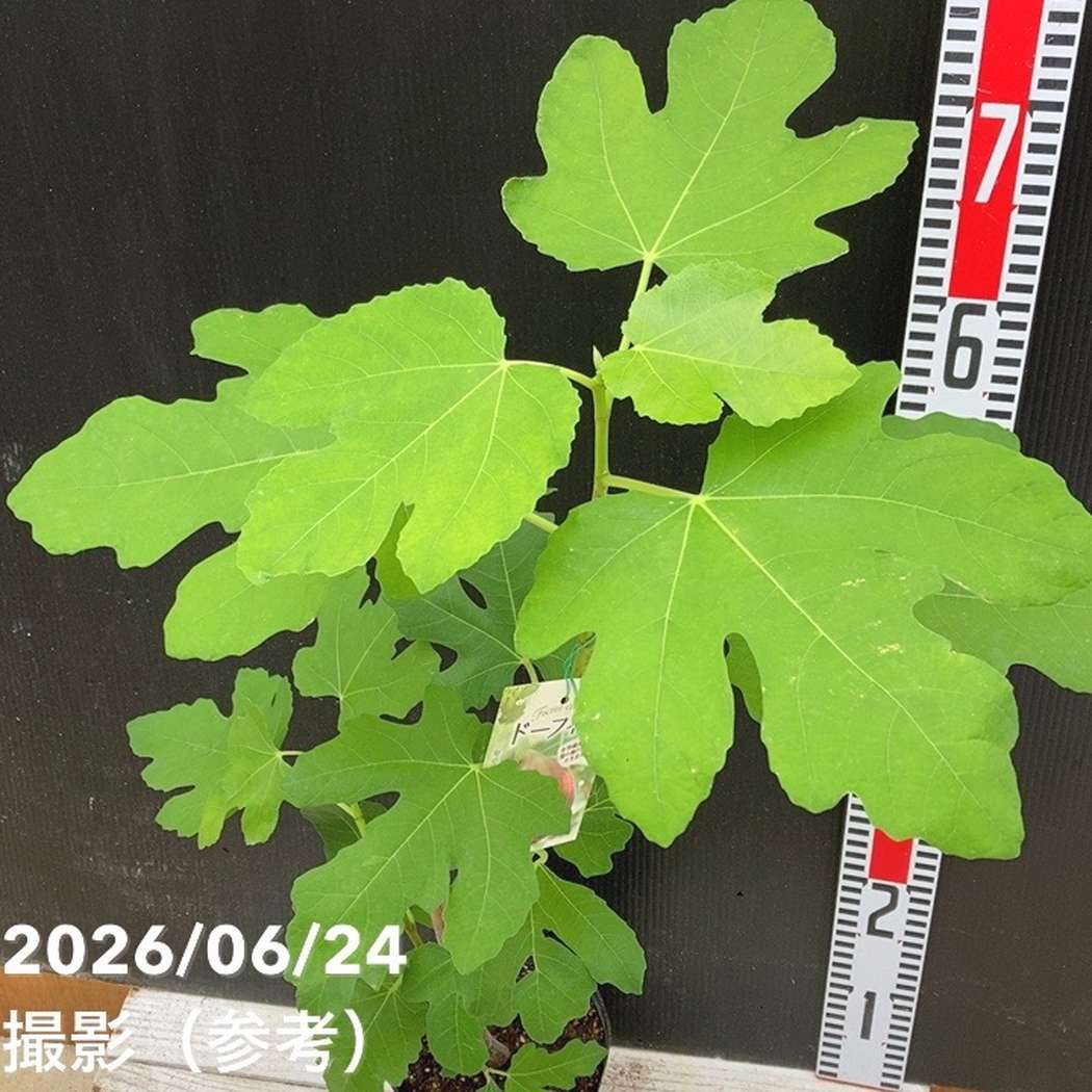 イチジク ドーフィン 5号｜果樹04-PA | 果樹,イチジク | 赤塚植物園