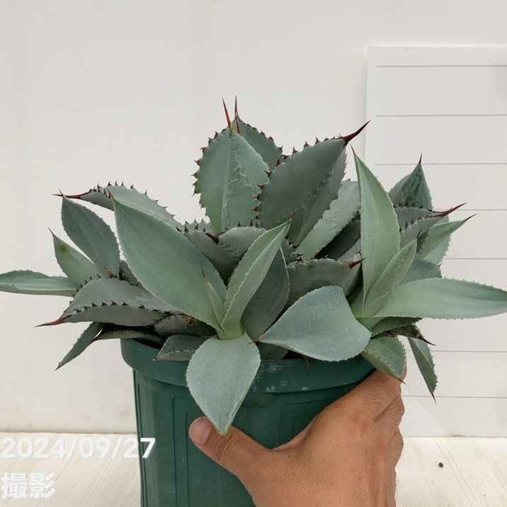 現品お届け】アガベ 7号 ブルーウェーブ Blue Wave（子株付き