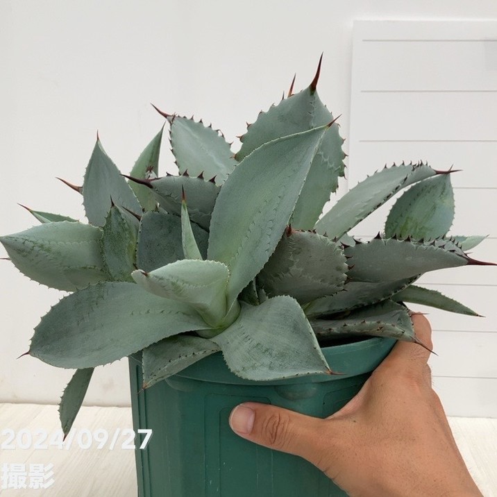 特大　アガベ　ブルーブライアン　60cm〜70cm 特大 アガベ ブルーブライアン 60cm〜70cm 【公式通販】