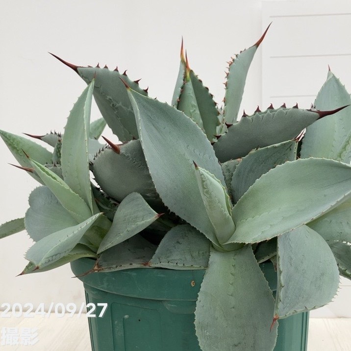 現品お届け】アガベ 7号 ブルーウェーブ Blue Wave（子株付き