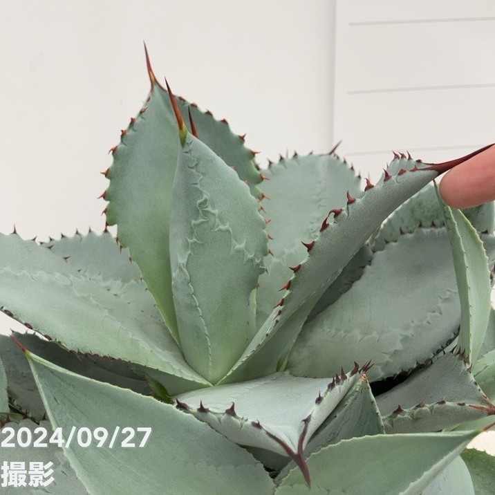 2アガベ ブルーウェーブ Agave \"BLUE WAVE\" 特白丸葉タイプ 1アガベ ブルーウェーブ Agave BLUE WAVE 特白丸葉タイプ