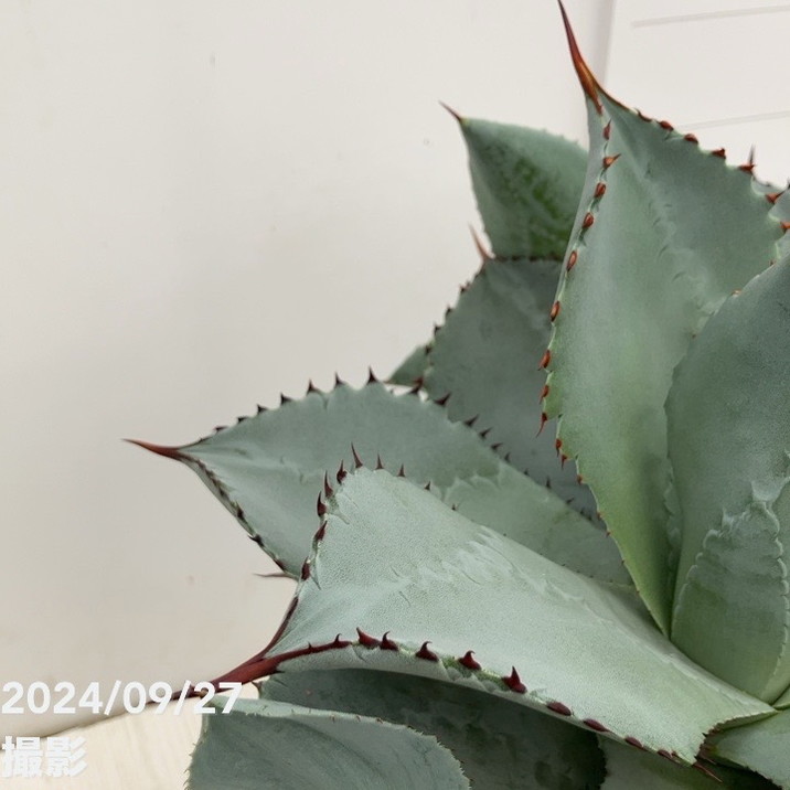 1アガベ ブルーウェーブ Agave \"BLUE WAVE\" 特白丸葉タイプ アガベ・ブルーウェーブ - 植物と暮らす m-plant