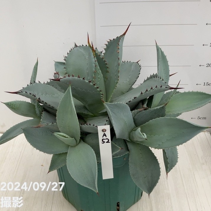 1アガベ ブルーウェーブ Agave \"BLUE WAVE\" 特白丸葉タイプ アガベ・ブルーウェーブ - 植物と暮らす m-plant