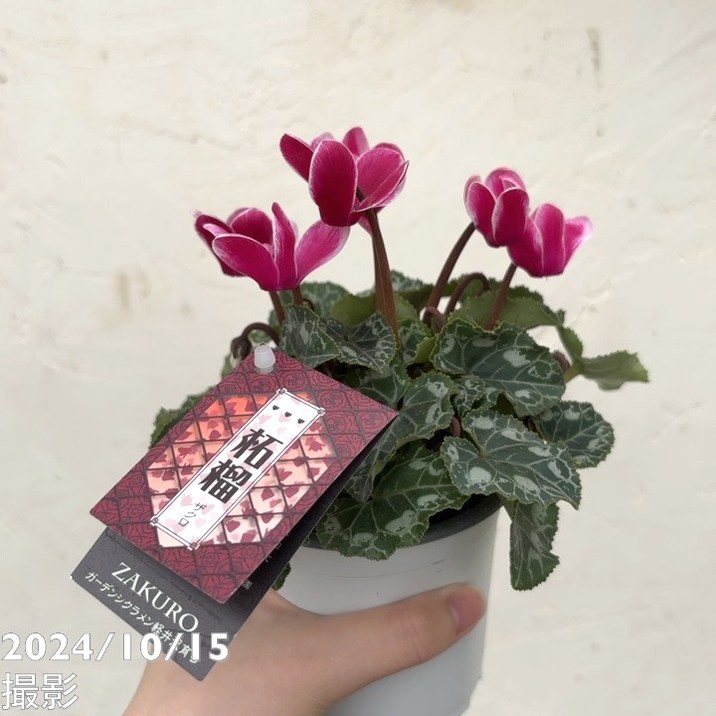 ガーデンシクラメン 柘榴 ザクロ 3号×3株セット｜草花04-PA | 草花