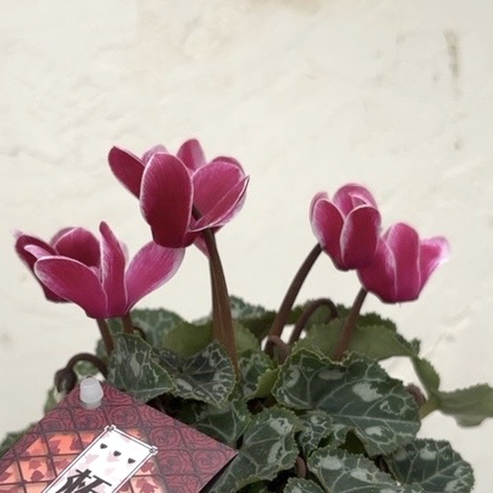 ガーデンシクラメン 柘榴 ザクロ 3号×3株セット｜草花04-PA | 草花