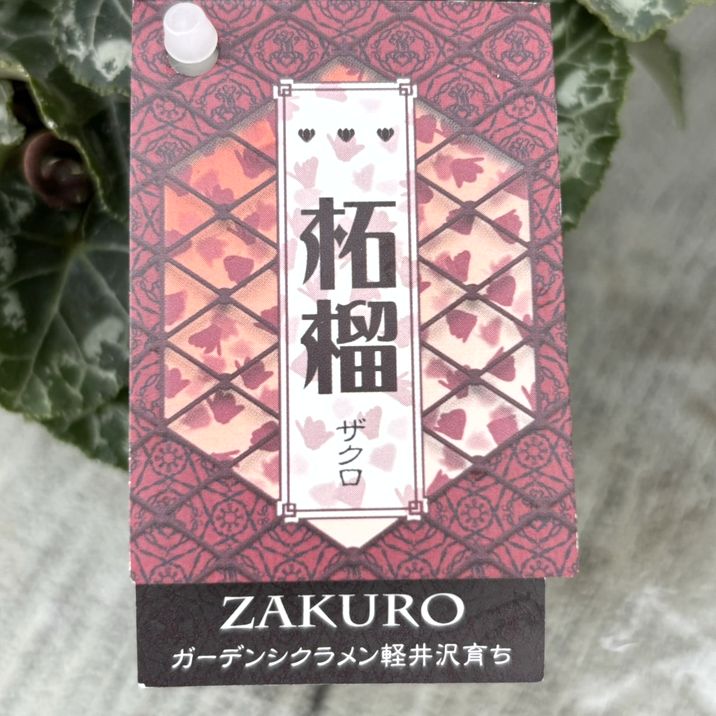 ガーデンシクラメン 柘榴 ザクロ 3号×3株セット｜草花04-PA | 草花