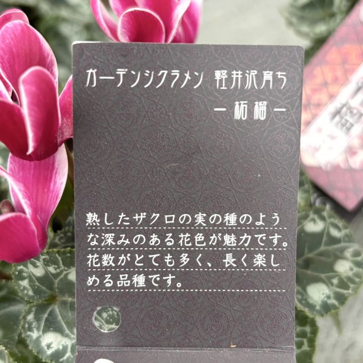 【シクラメン】星野民藝４　椅子３ 天童木工 | 【あぐらもかける低座イス】 低座イス Design：坂倉