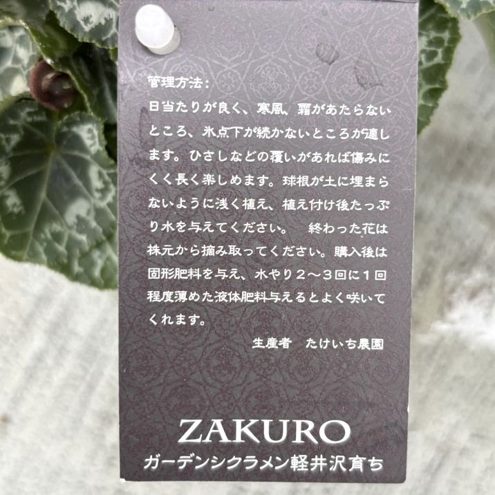 MATSURI アカベの花 グルショ参加券 ガーデンシクラメン 柘榴 ザクロ 3号×3株セット｜草花04-PA | 草花