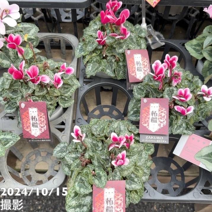 ガーデンシクラメン 柘榴 ザクロ 3号×3株セット｜草花04-PA