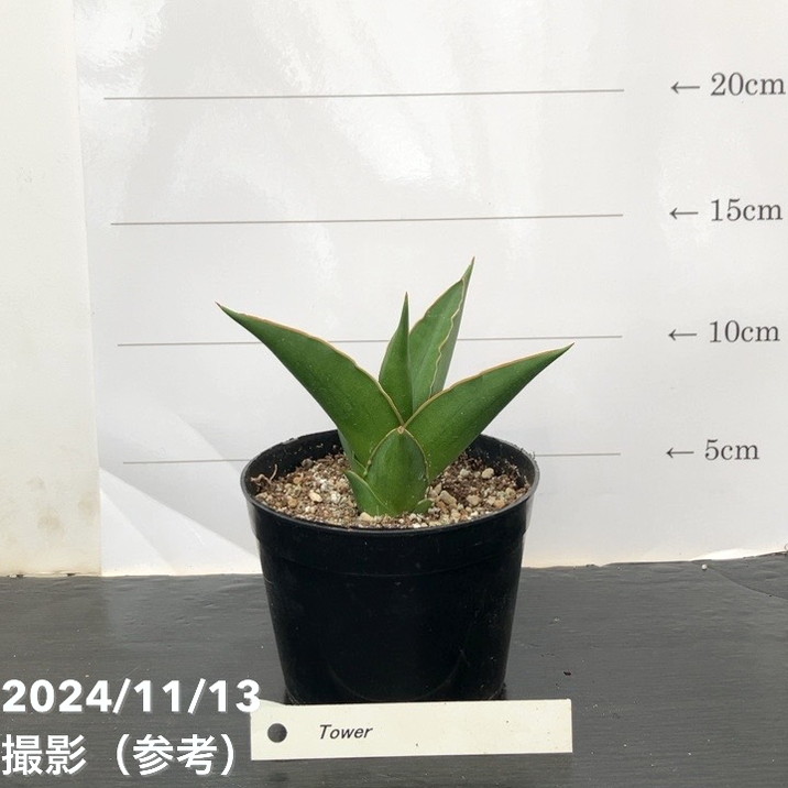 サンスベリア 3.5号 タワー（子株）｜観葉02-D2 | 観葉・多肉