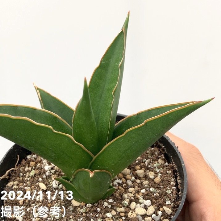サンスベリア 3.5号 タワー（子株）｜観葉02-D2 | 観葉・多肉