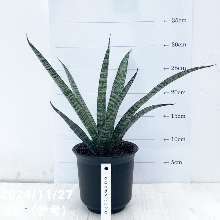 大きいサンスベリア 黒鉢付き sansevieria-7-1.jpg