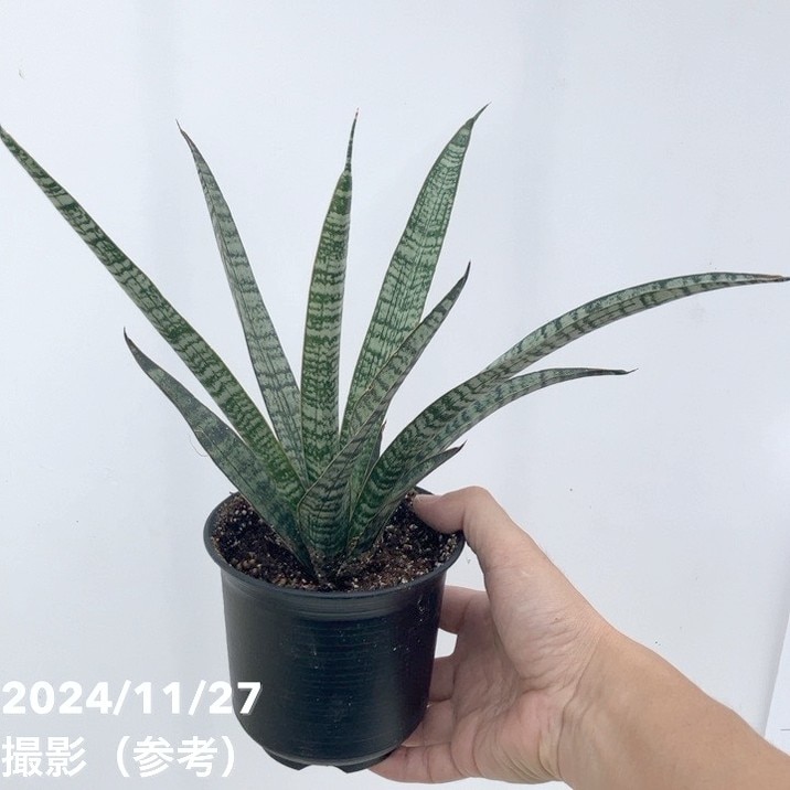 期間限定10％OFF！】サンスベリア 4号 クロコダイルロック 黒プラ鉢