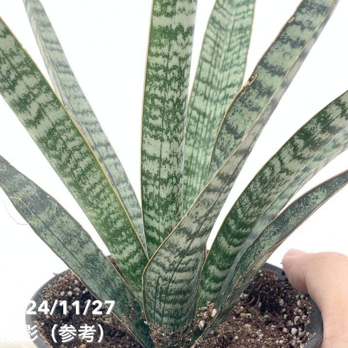 あ*ろ様 【超特大S級輸入株】 サンスベリア JOX ZIN サンセベリア ロリ