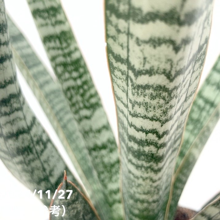 サンスベリア 4号 クロコダイルロック 黒プラ鉢｜観葉02-D2 | 観葉