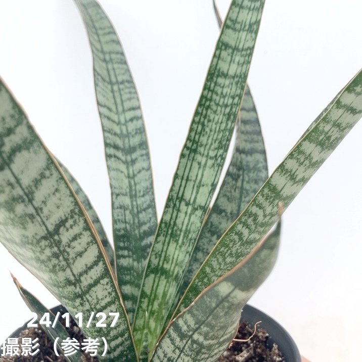 サンスベリア 4号 クロコダイルロック 黒プラ鉢｜観葉02-D2 | 観葉