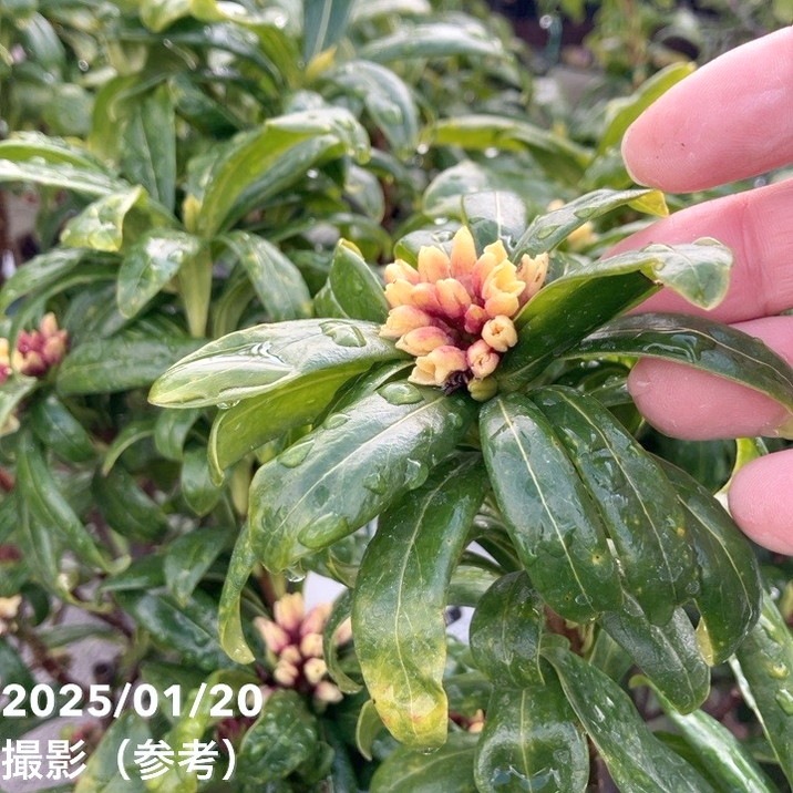 沈丁花 ジンチョウゲ 赤 6号大株｜花木10-TU | 花木・庭木