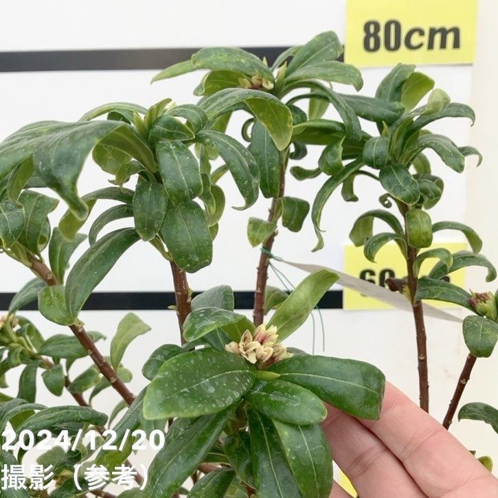 沈丁花 ジンチョウゲ 赤 6号大株｜花木10-TU | 花木・庭木 | 赤塚