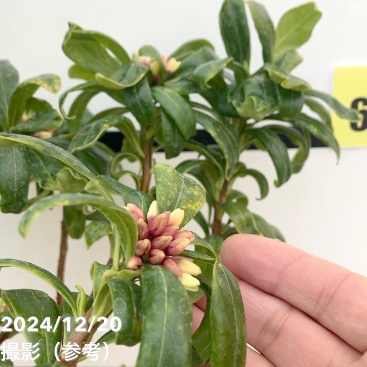 沈丁花 ジンチョウゲ 赤 6号大株｜花木10-TU | 花木・庭木 | 赤塚