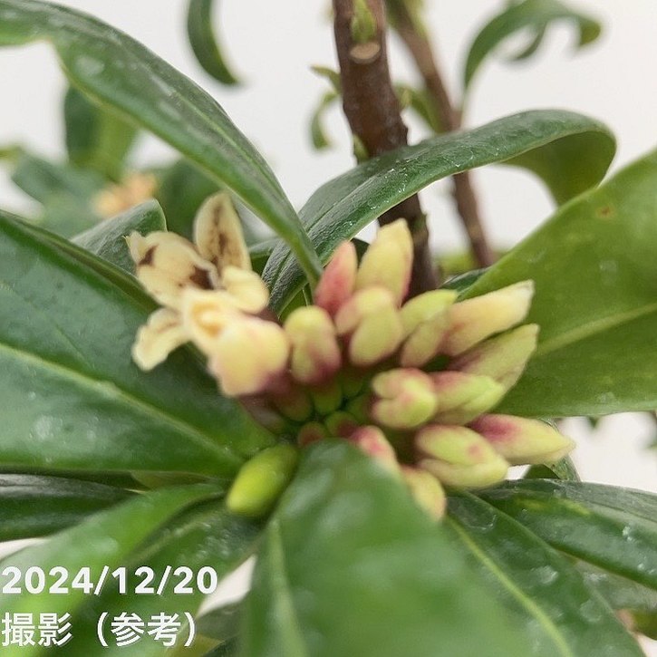 沈丁花 ジンチョウゲ 赤 6号大株｜花木10-TU | 花木・庭木 | 赤塚