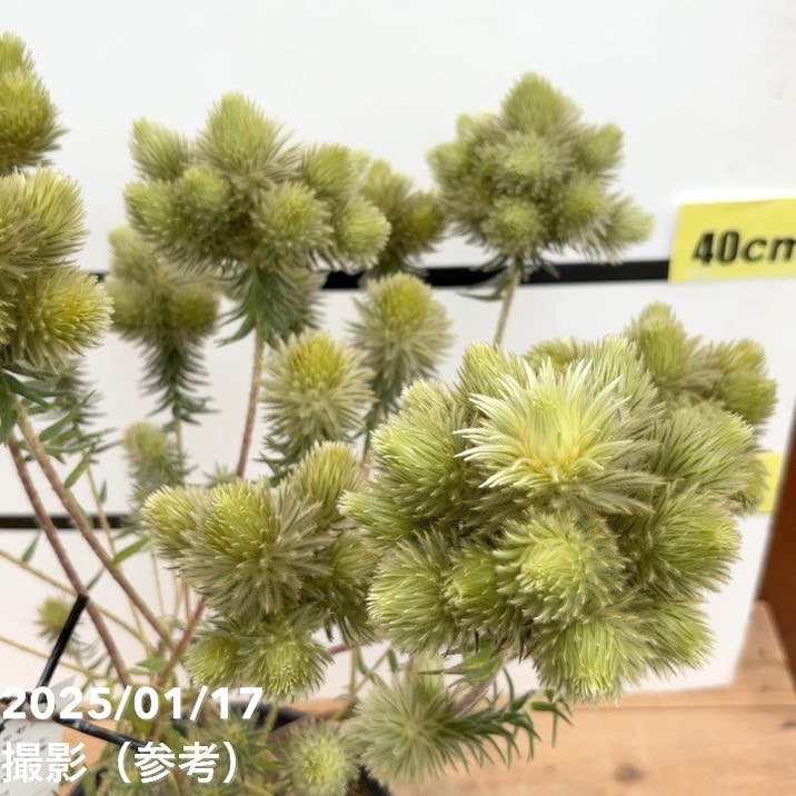 現品お届け】フィリカ プベッセンス ワフトフェザー 7号｜花木10-TU