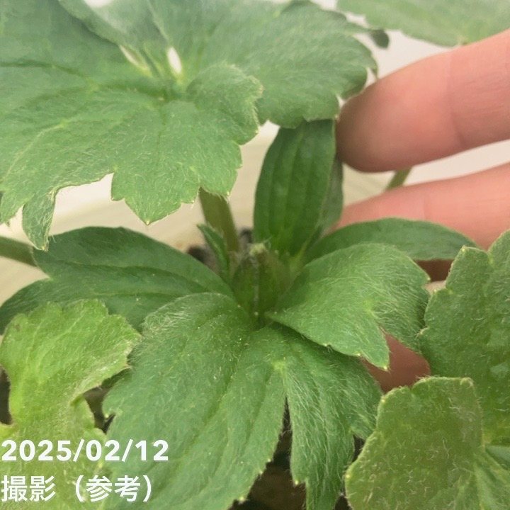 お買い得】ラナンキュラス ランドセルシリーズ 4号 サラセレネ