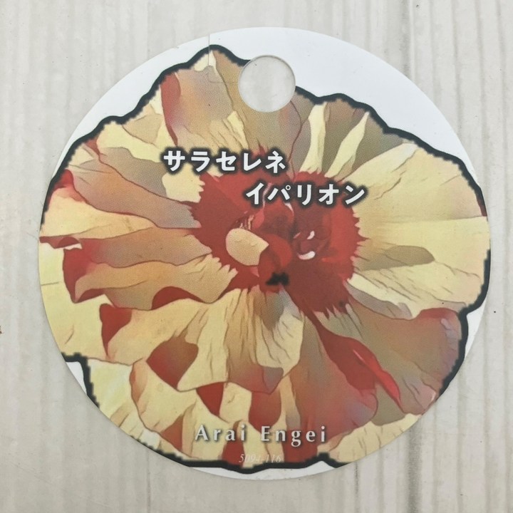 お買い得】ラナンキュラス ランドセルシリーズ 4号 サラセレネ