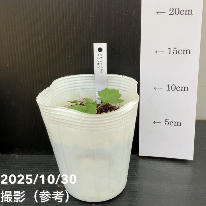 お買い得】ラナンキュラス ランドセルシリーズ 4号 サラセレネ