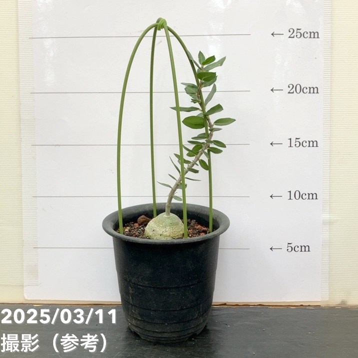 決算P5倍！10%OFF！8/2まで】フォッケア エデュリス 火星人 3号｜観葉
