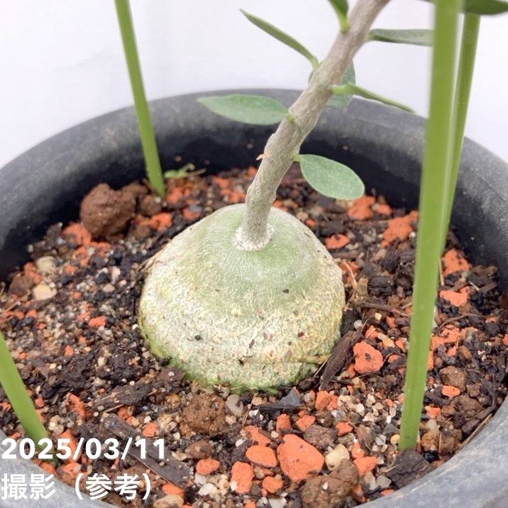 フォッケア エデュリス 火星人 3号｜観葉10-TU | □キーワードから探す