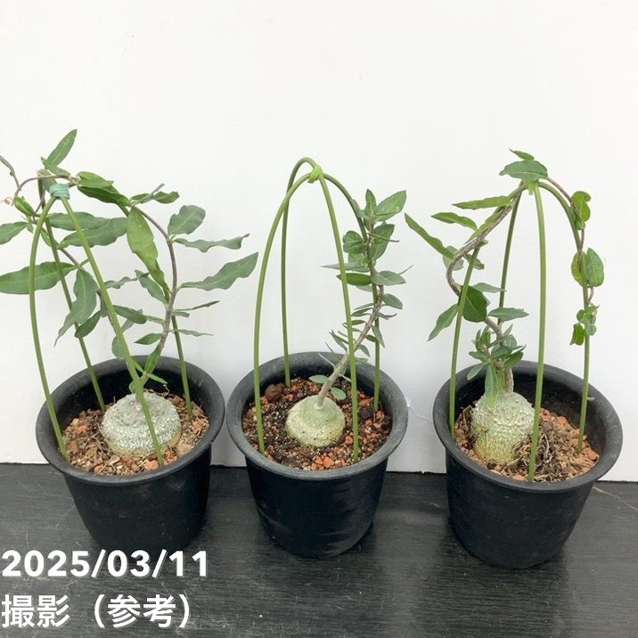 フォッケア エデュリス 火星人 3号｜観葉10-TU | □キーワードから探す