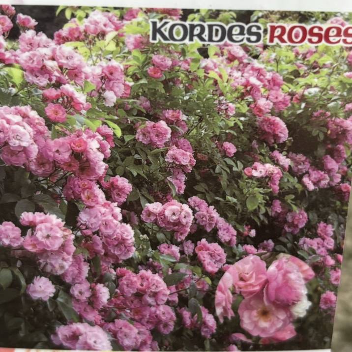 バラ大苗 ラベンダー シルエッタ 7号 京成バラ園芸｜花木04-PA | 花木