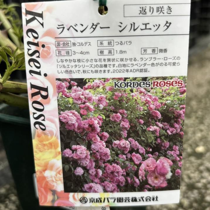 バラ大苗 ラベンダー シルエッタ 7号 京成バラ園芸｜花木04-PA | 花木
