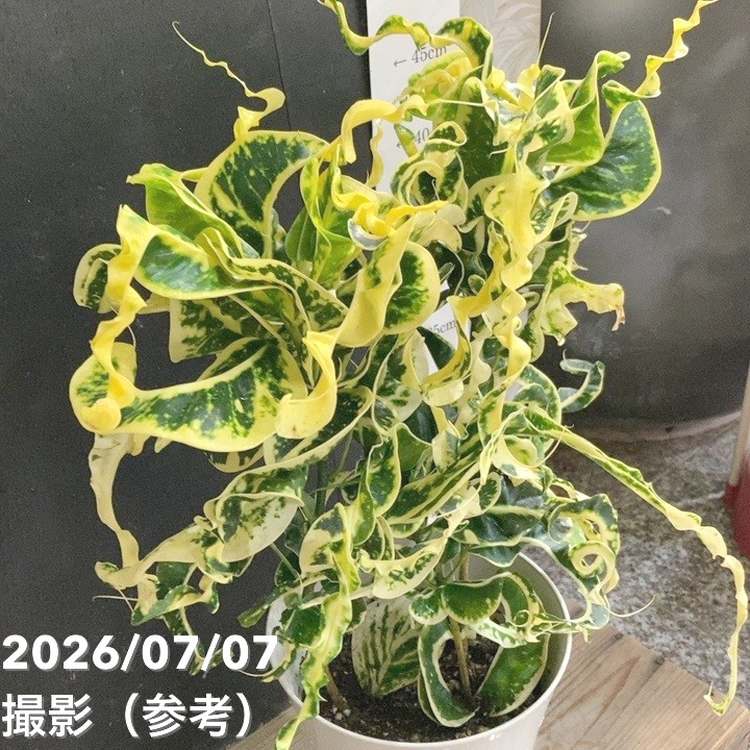 決算P5倍！8/2まで】クロトン カール 6号 PVP｜観葉04-PA | 観葉・多肉
