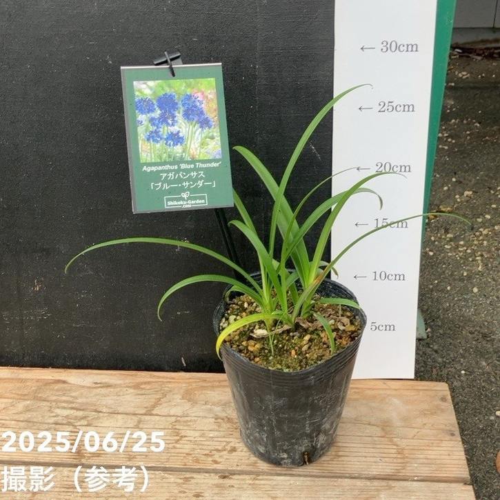 アガパンサス ブルーサンダー 4号｜草花04-PA | 草花,[季節の草花