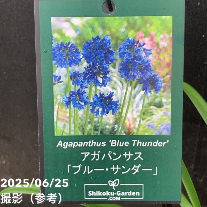 アガパンサス ブルーサンダー 4号｜草花04-PA | 草花,[季節の草花