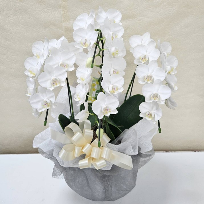 胡蝶蘭 アマビリス 4本立｜手作04-PA | ギフト,フラワーバスケット