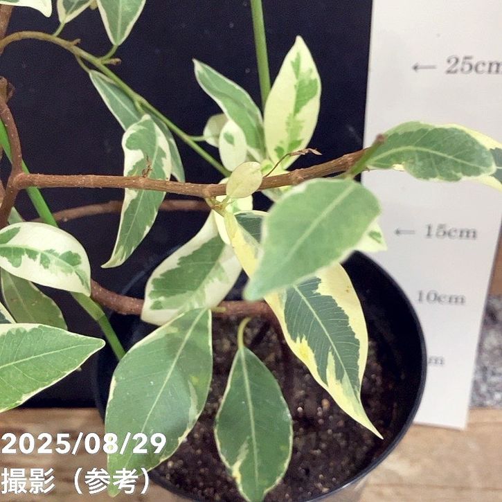 ガジュマル 斑入り 挿木 5号｜観葉04-PA | 観葉・多肉 | 赤塚植物園