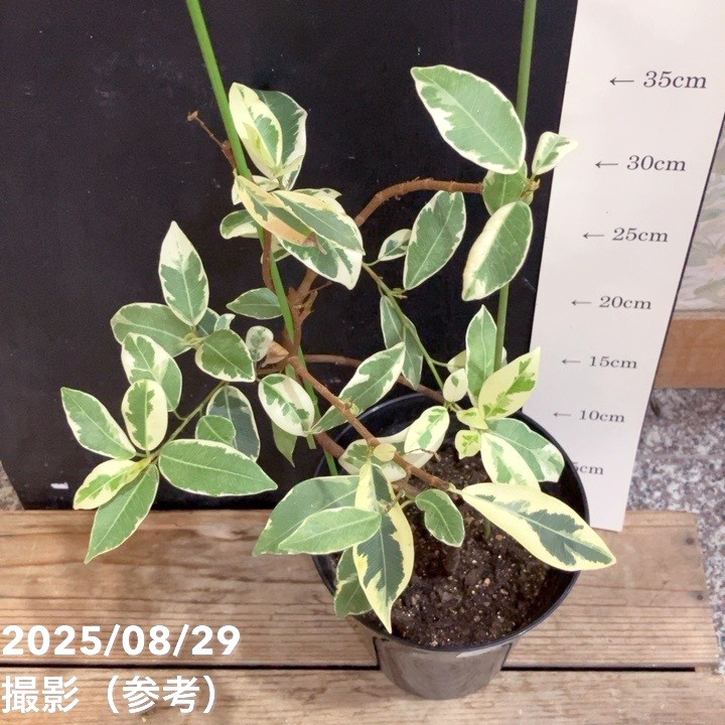 パンダガジュマル　斑入り　接木　5号サイズ パンダガジュマル 斑入り 接木苗 パンダガジュマル 斑入り 希少