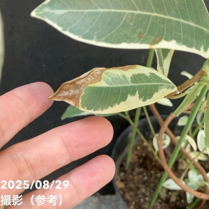 センカクガジュマル 斑入り Yahoo!オークション -「ガジュマル 斑入り」(その他) (観葉植物