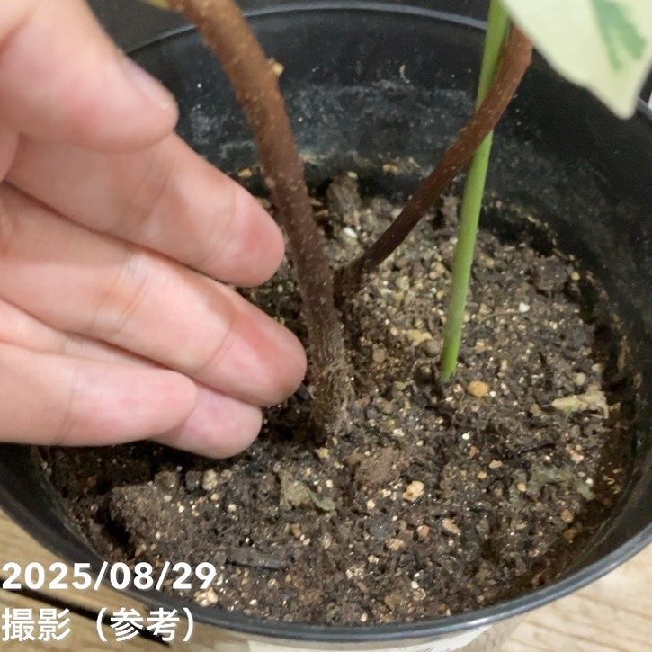 キャサバ挿木用苗700本入り MAKOTO GARDEN取り置き4月上旬 キャサバ挿木用苗700本入り MAKOTO GARDEN取り置き4月上旬 キャッサバ