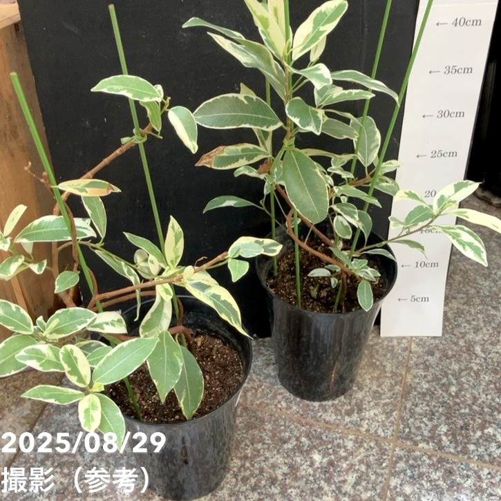 ガジュマル 斑入り 挿木 5号｜観葉04-PA | 観葉・多肉 | 赤塚